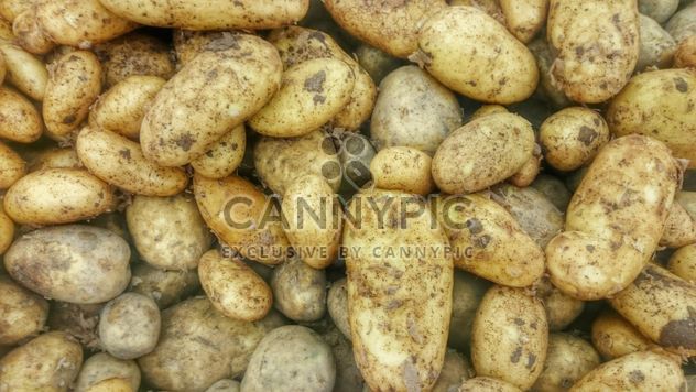 Pile of potatoes texture - Free image #330687