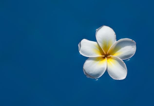 Close up of Plumeria flower - image #330887 gratis