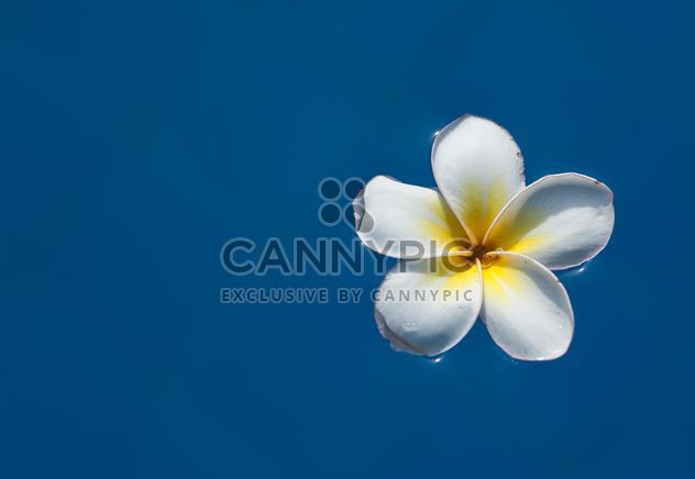 Close up of Plumeria flower - Free image #330887