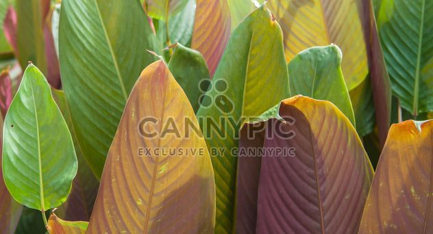 Green foliage of different tones - Free image #330957