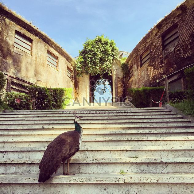 Beautiful peacock on stairs - Free image #332347