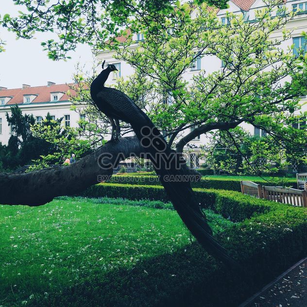 Peacock on tree branch - image #332877 gratis