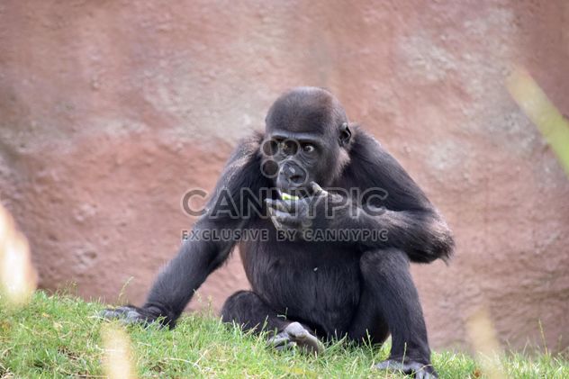 Gorilla rests in park - бесплатный image #333157