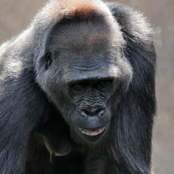 Gorilla portrait in park - Free image #333167
