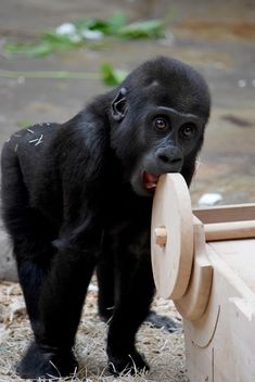 Gorilla baby in park - бесплатный image #333187