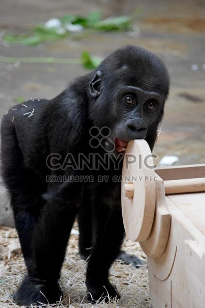 Gorilla baby in park - Kostenloses image #333187