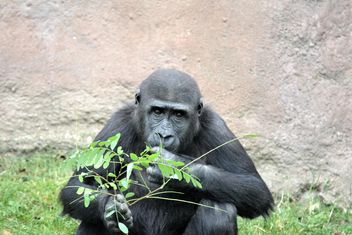 Gorilla eats green in park - бесплатный image #333207