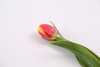 Red and Yellow Tulip with water drops - image gratuit #333247 