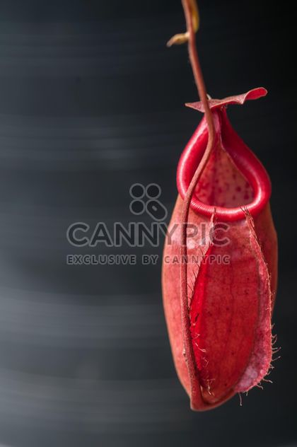 Nepenthes ampullaria, a carnivorous plant - image gratuit #333287 