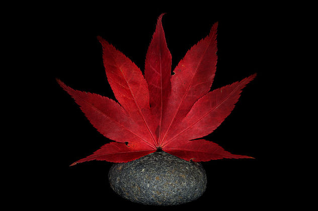 Japanese Maple Leaf on a River Stone - image gratuit #334157 