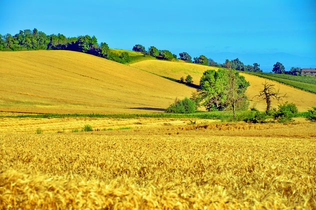 Golden wheat field - Free image #334807