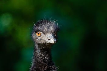 Emu - image gratuit #334947 