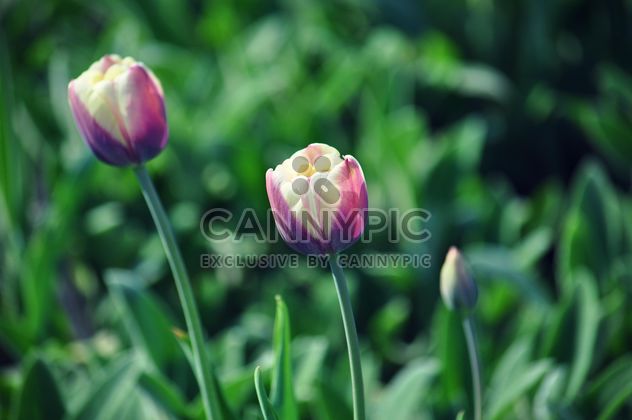 Pink-white tulips - Free image #335187