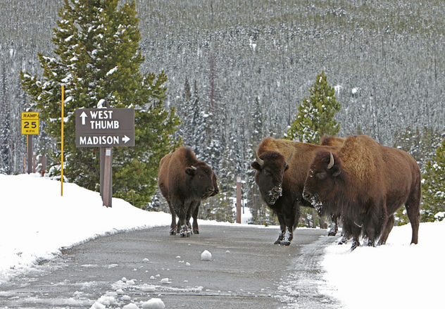 Bison on road near Old Faithful - Free image #335727