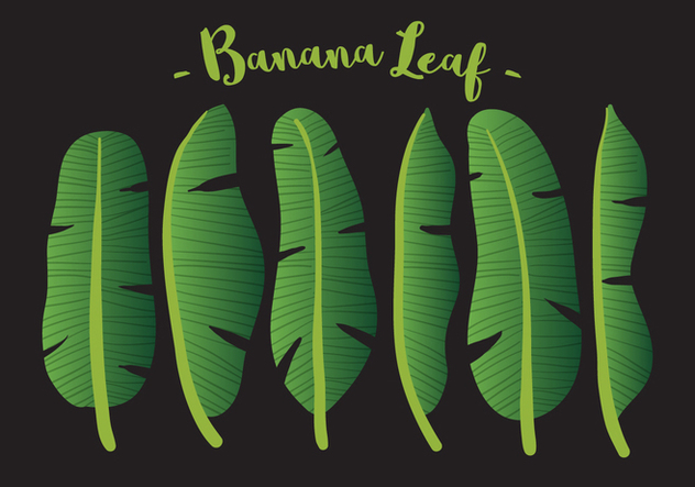 Vector Banana Leaf - Free vector #336077