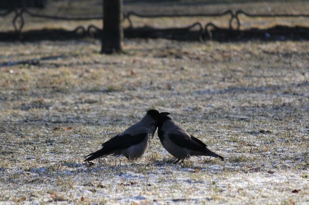 Couple of crows on ground - image gratuit #337447 