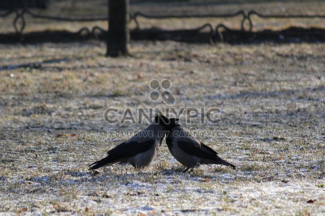 Couple of crows on ground - Free image #337447