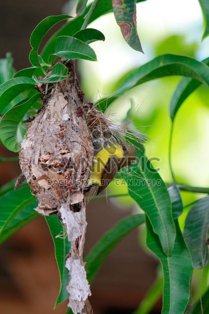 Small bird on nest - Kostenloses image #337457