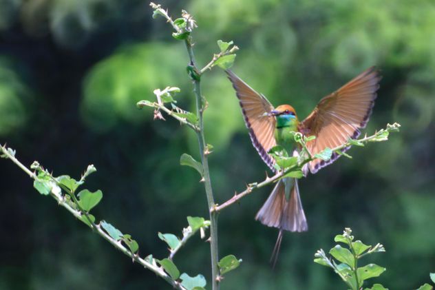Kingfisher bird on tree - image gratuit #337467 
