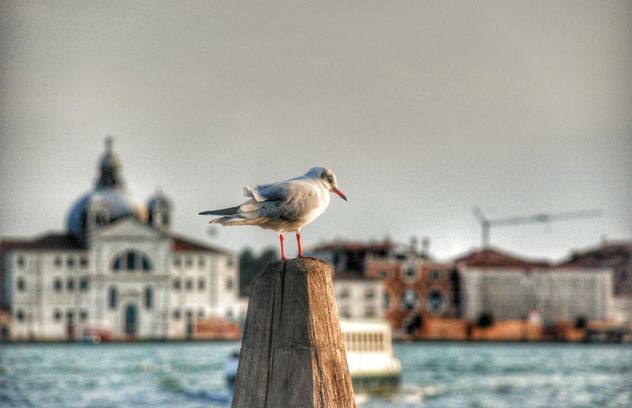 Seagull on wooden pillar - image #337477 gratis
