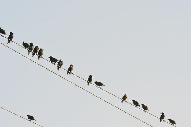 Starlings on electric wires - Kostenloses image #337487