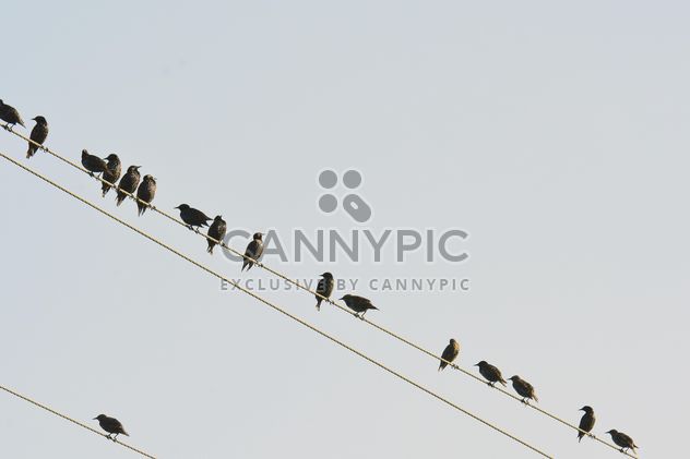 Starlings on electric wires - Free image #337487
