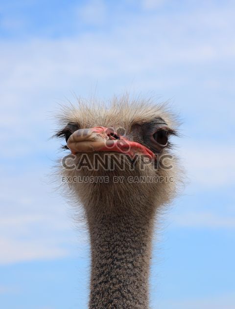 Portrait of ostrich bird - бесплатный image #337507