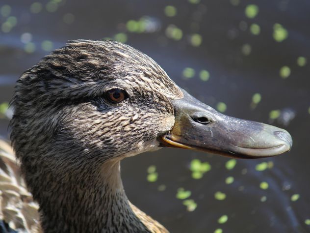 Closeup portrait of duck - Free image #337557