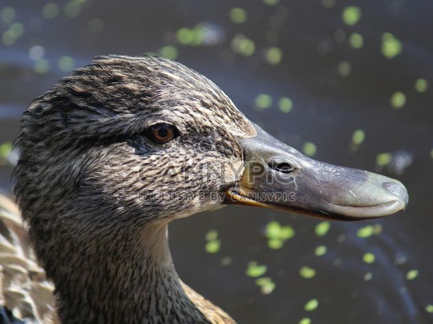Closeup portrait of duck - image #337557 gratis