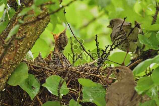 Thrushes and nestlings in nest - image #337577 gratis