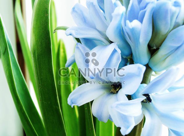 Blue hyacinth flower - image #337937 gratis