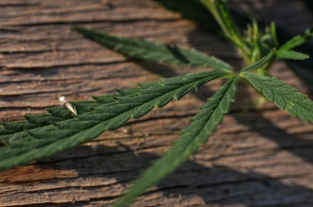 Closeup of cannabis leaf - image gratuit #338267 