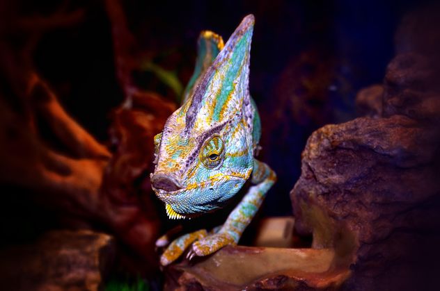 Portrait of blue chameleon - image gratuit #338317 