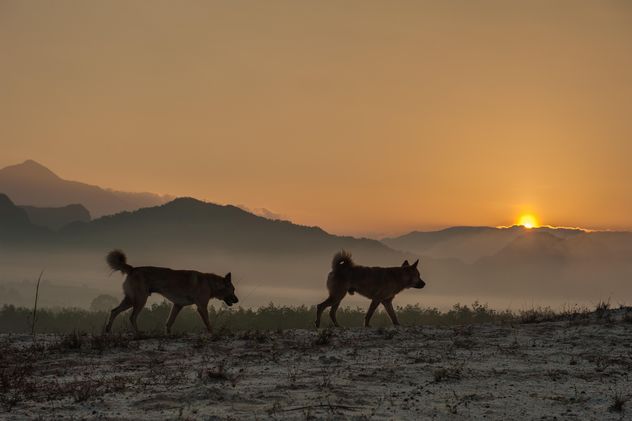 Two dogs at sunset - бесплатный image #338587