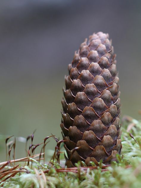 Closeup of pine cone - image #339177 gratis