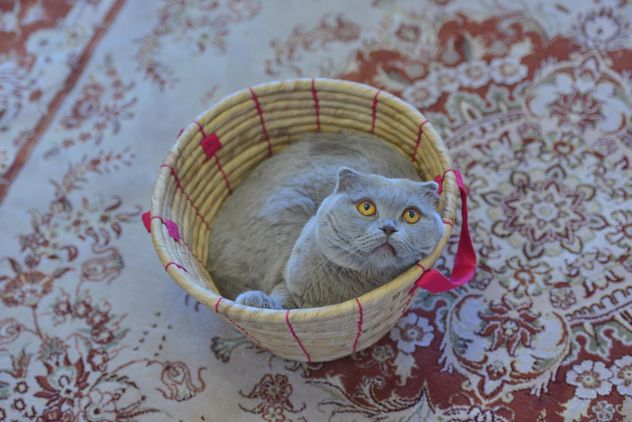 Grey cat in basket - Free image #339197