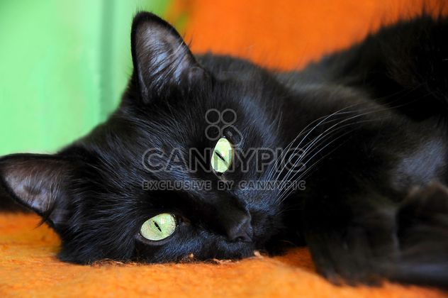 Portrait of black cat - Free image #339207
