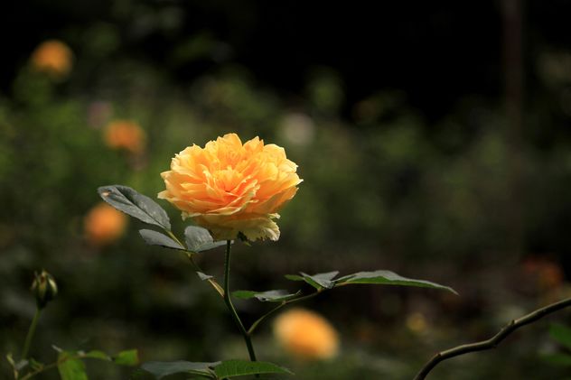 Yellow rose in garden - image #339237 gratis