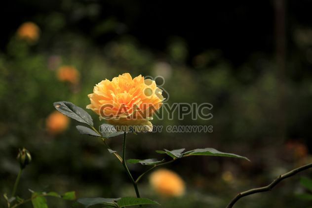 Yellow rose in garden - Free image #339237