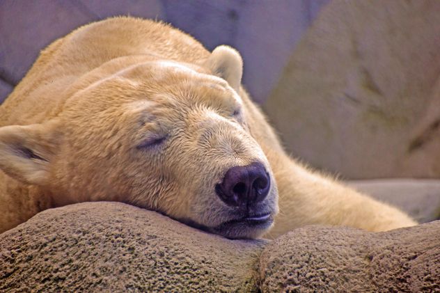 Polar bear sleeping on stone - Free image #341287
