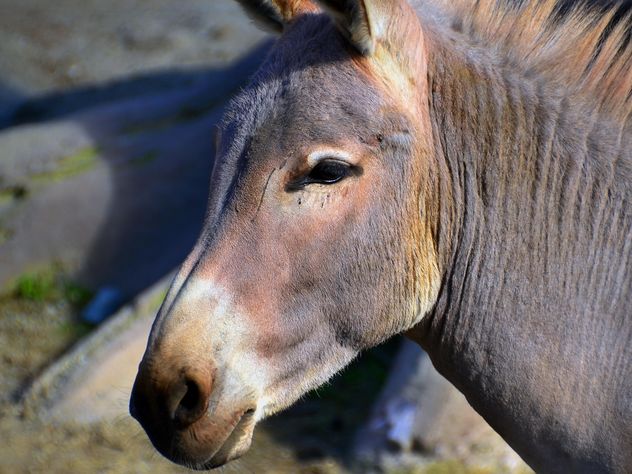 Portrait of brown donkey - image gratuit #341317 