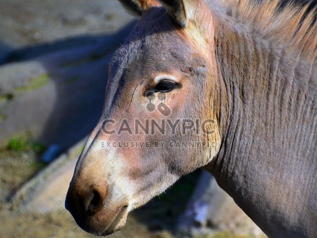 Portrait of brown donkey - бесплатный image #341317