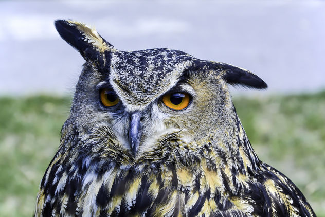 Eurasian Owl Portrait - image gratuit #343277 