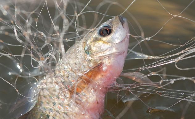 A fish in net - Free image #343577