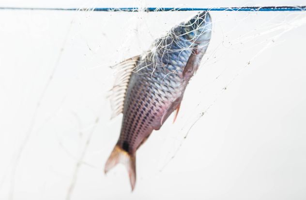 A fish in net - Free image #343587