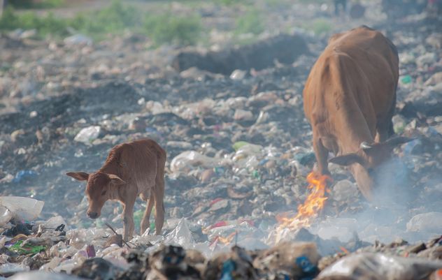 cows on landfill - Free image #343837