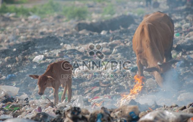 cows on landfill - image gratuit #343837 