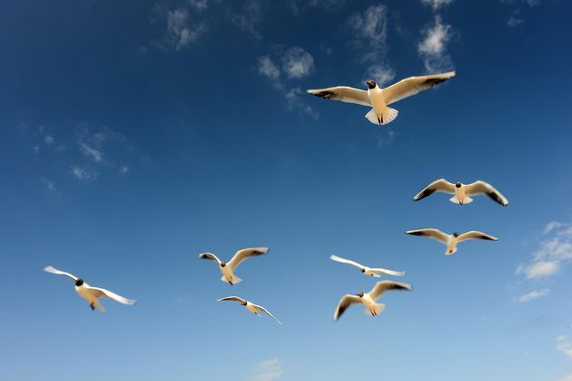 Sea gulls flying in the blue sunny sky over the coast of Baltic Sea - image #344007 gratis