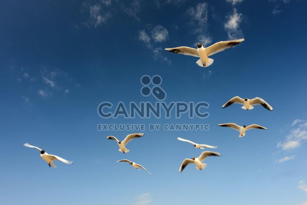 Sea gulls flying in the blue sunny sky over the coast of Baltic Sea - бесплатный image #344007