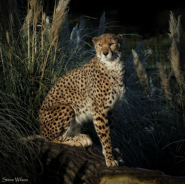 Posing Cheetah - image gratuit #344157 